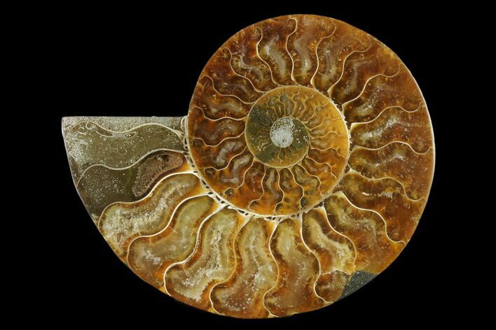 Agatized Ammonite Fossil (Half) - Madagascar #139656